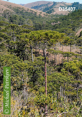 Candelabra Tree (Araucaria angustifolia)